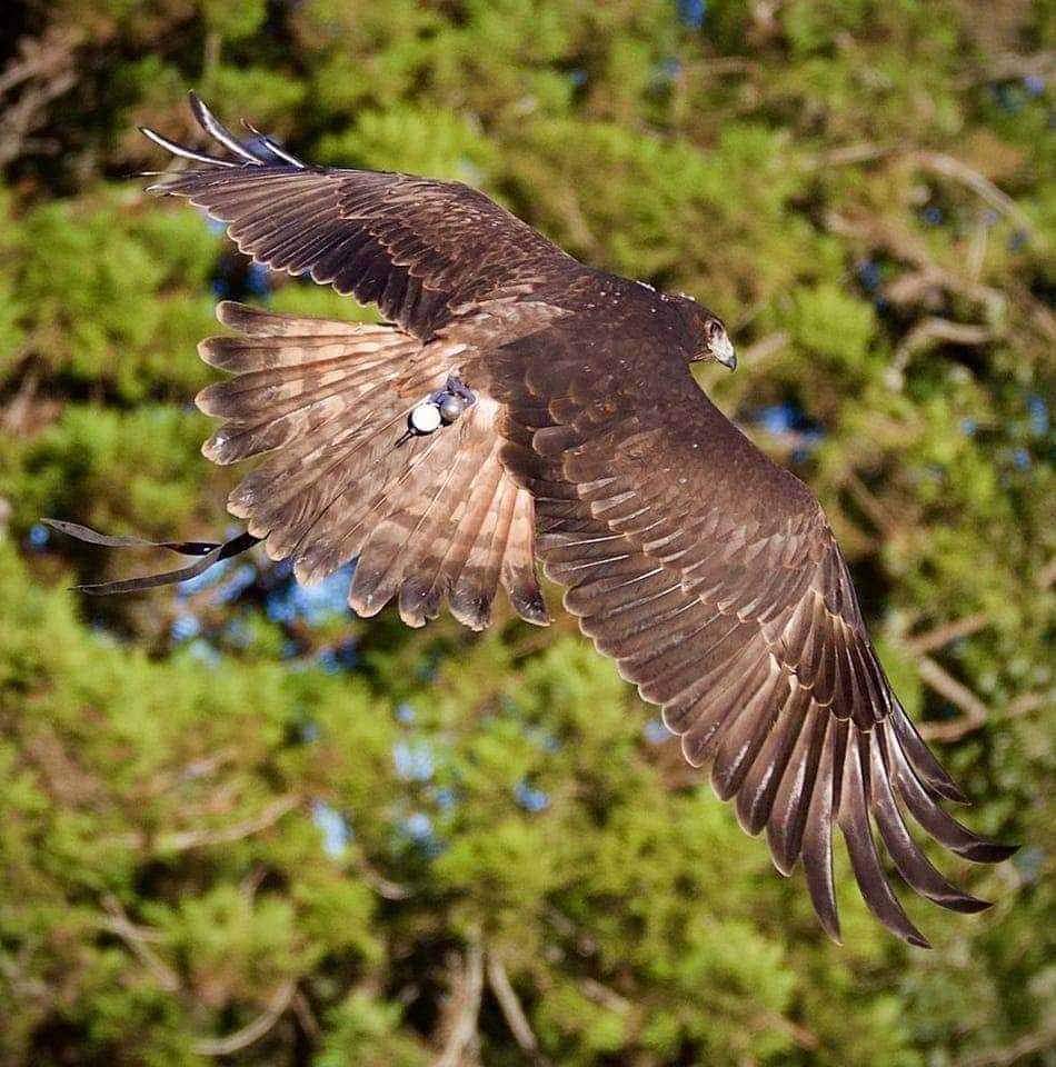 NZ Harrier hawk in flight with 3D printed tail mount visible with GPS