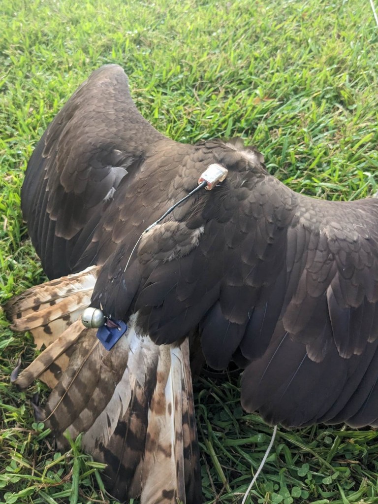 Harrier hawk with 3D printed GPS backpack.